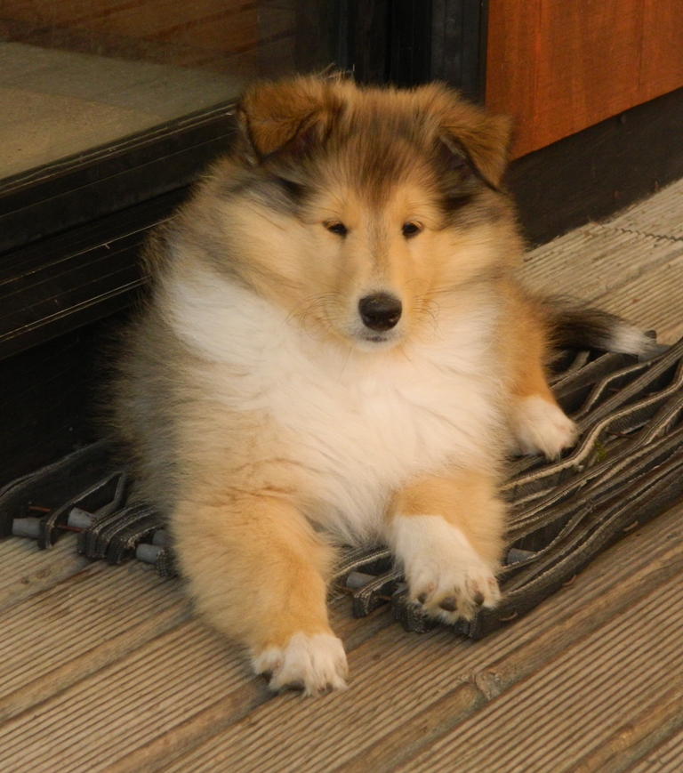 rough collie puppies