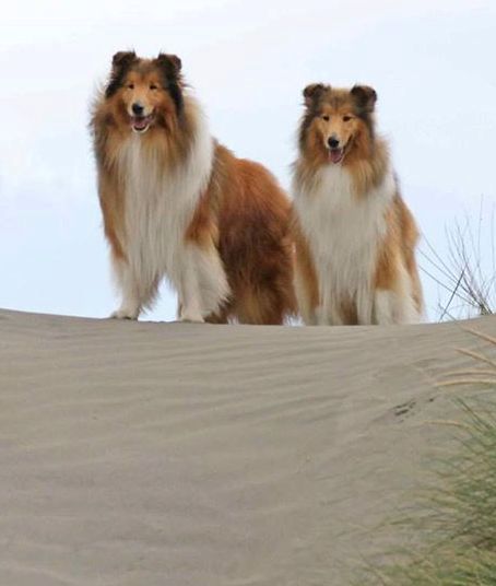 rough collie for sale